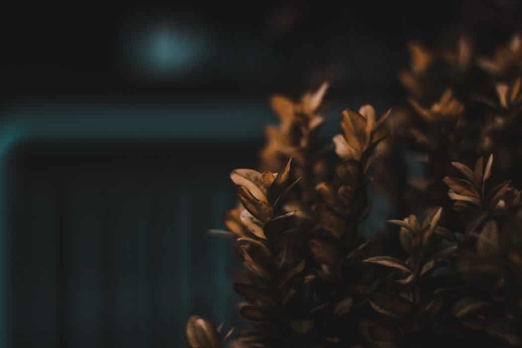 Close up of withering leaves against a dark background.