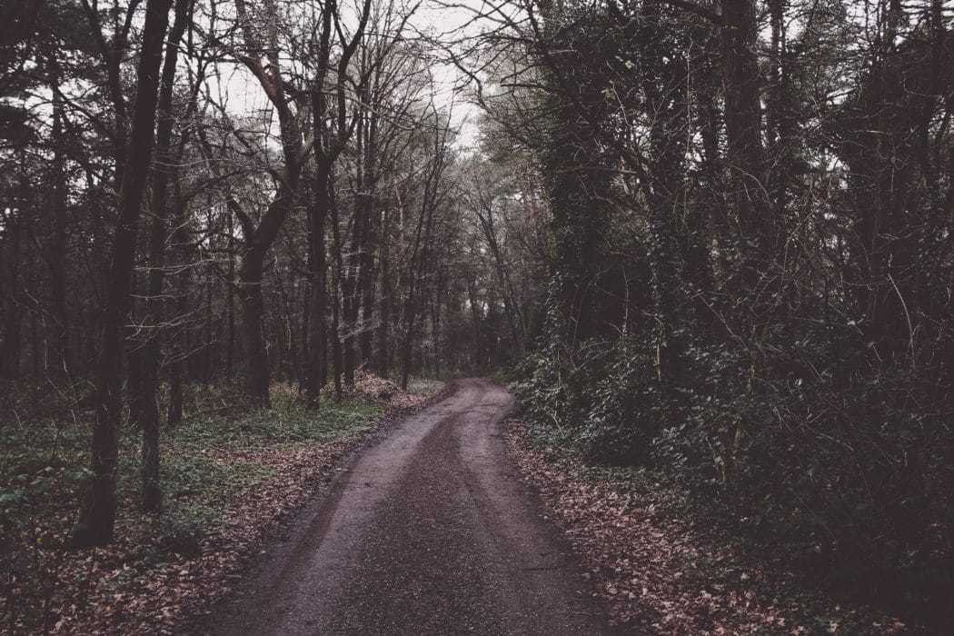 A dirt road in the middle of a forest with some greenery and a lot of bare branches, fallen leaves on the ground.