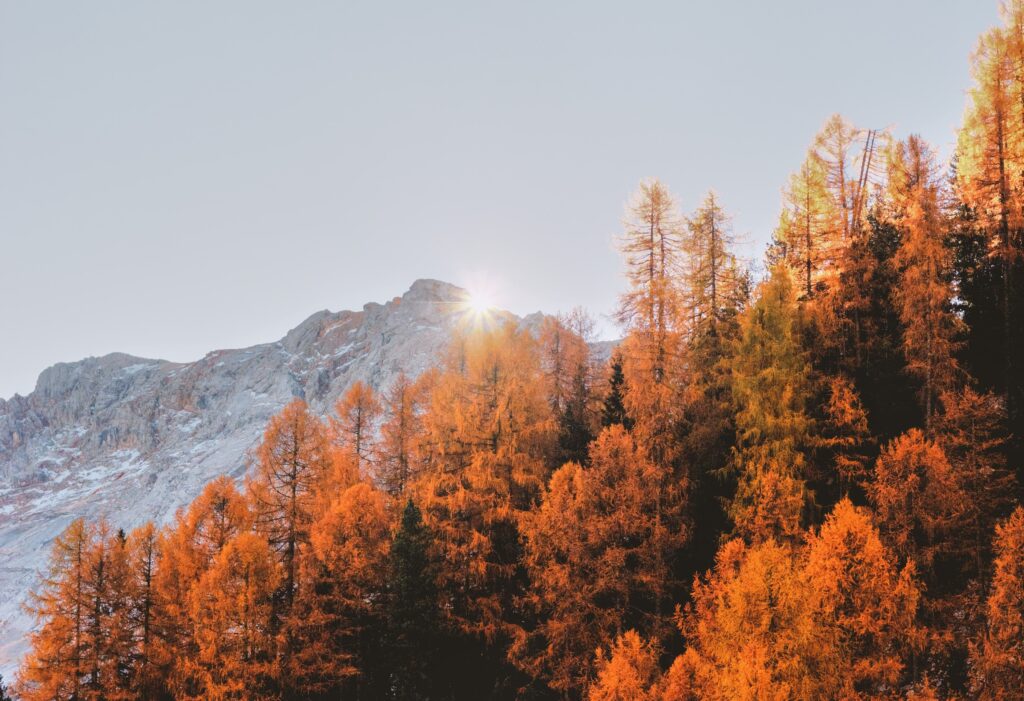 A scene of an autumn-colored tree-line with rugged mountains behind, the sun coming up over the peak.