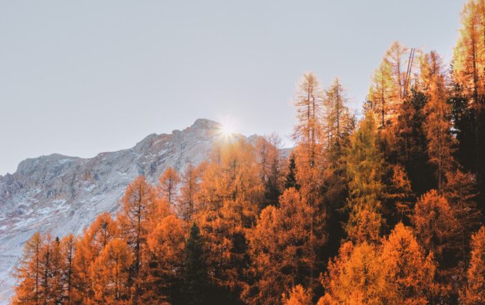 A scene of an autumn-colored tree-line with rugged mountains behind, the sun coming up over the peak.