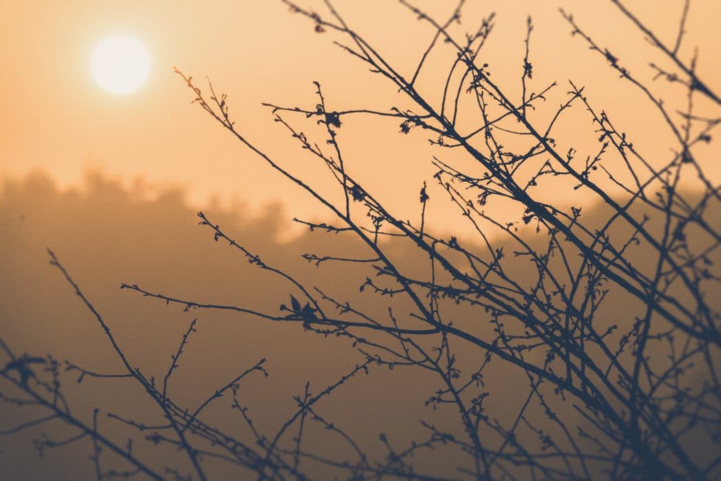 A close up of bare branches against a sunset sky.