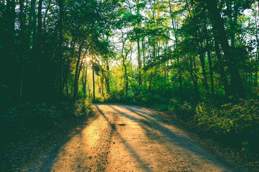 A lush forest with a dirt road running through and the sun streaming through the trees.