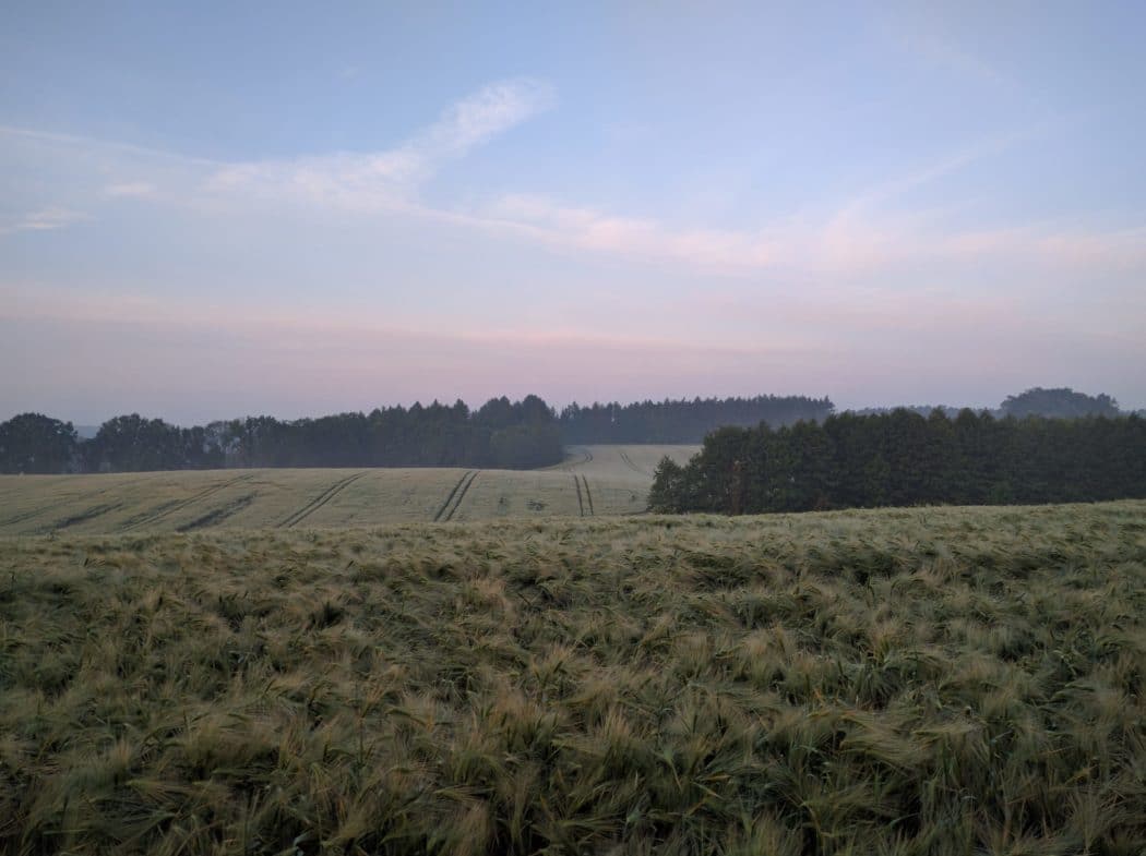 A grassy meadow with patches of trees and the sun setting in the background.