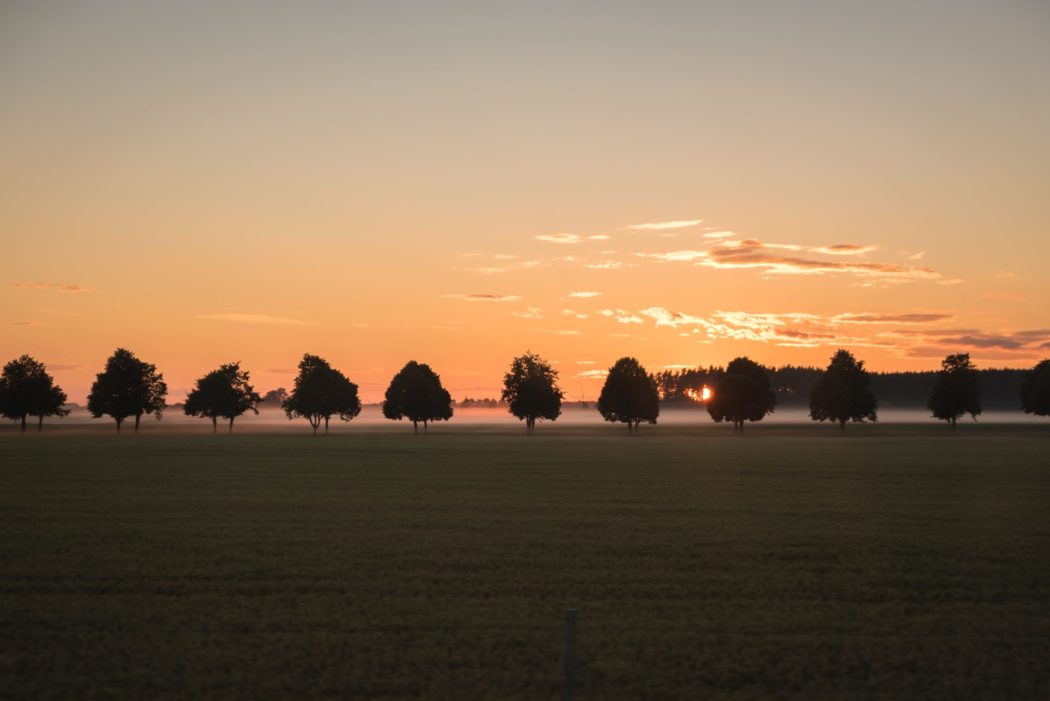 A grassy meadow lined with trees, the sun setting in the background.