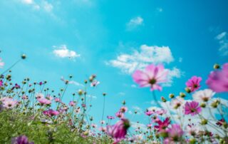 A picture of a flower field with pink, purple, and white flowers. The sky is bright blue with a few wispy clouds scattered around.