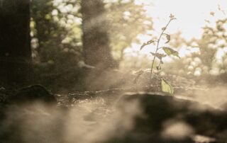 A picture of dust flying around on a forest floor as the sun shines in brightly, a small sapling is growing in the midst of it.