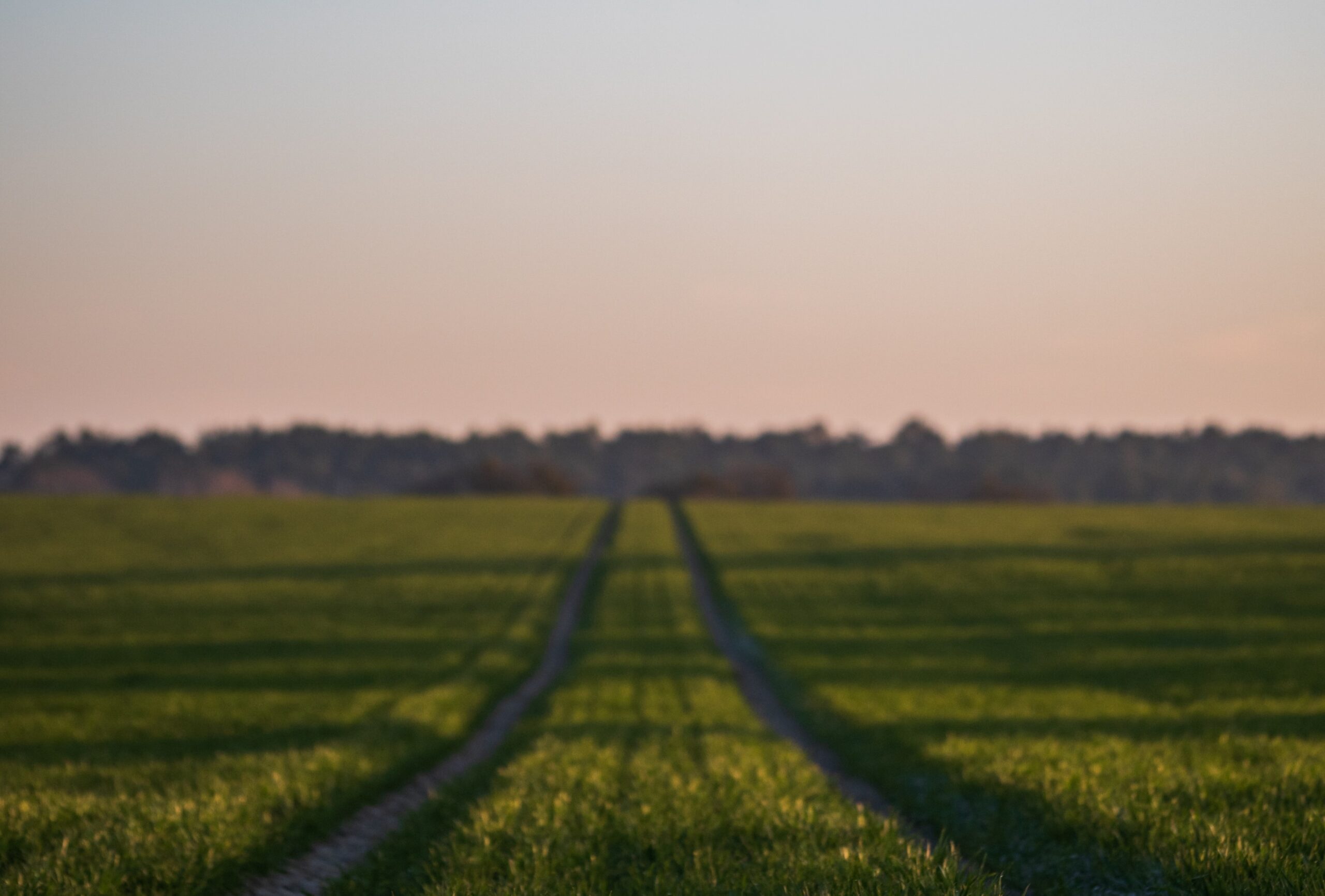 A picture of a field of green grass with a path of two wheel tracks running through it, a beautiful sunset is beginning on the tree line on the horizon.