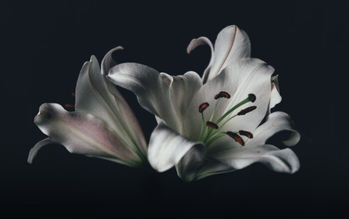 A close up of two white lilies with a black background.