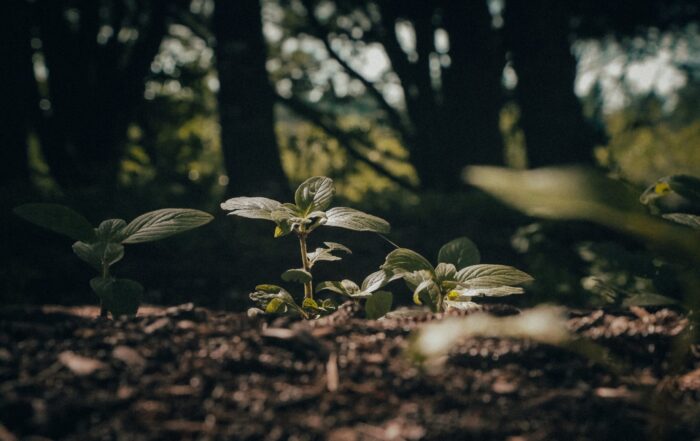 Close up of little saplings with large trees blurred out in the background.