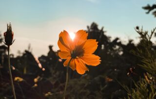 A close up photo of an orange flower with greenery behind it and the bright sun shining through. A clear blue sky above.