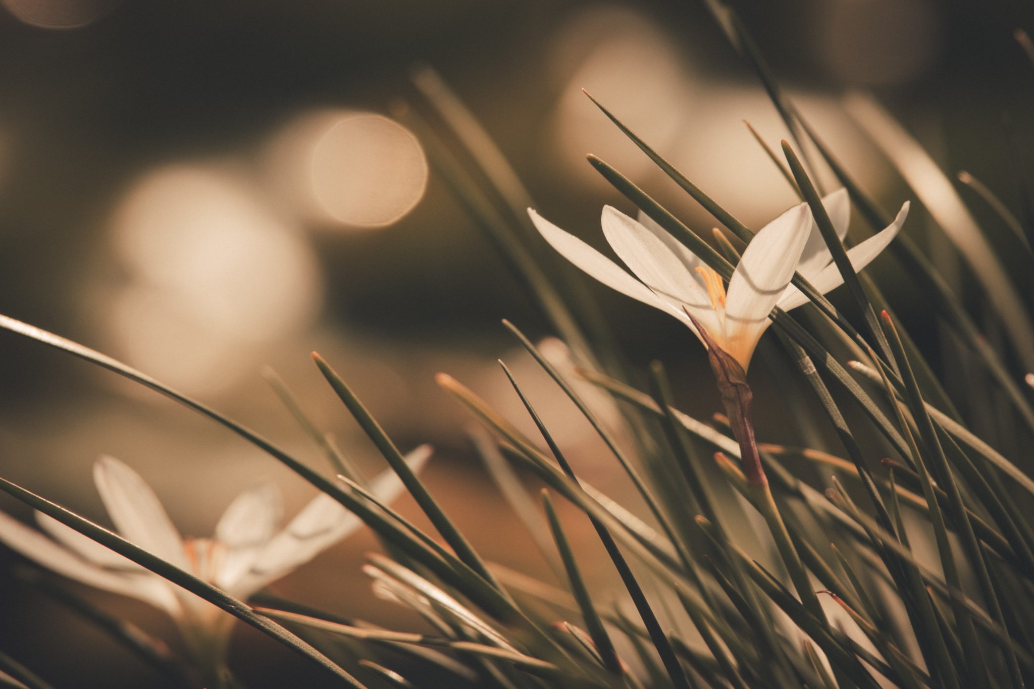 Close up of flowers in a grassy field with a blurred background behind.