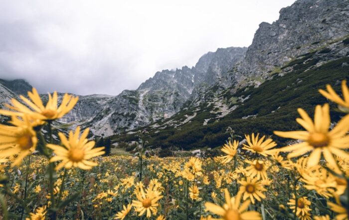 Close up of a field of yellow wildflowers at the base of a mountain range. The mountains towering above them are rigid and rocky with greenery towards the bottom of them.