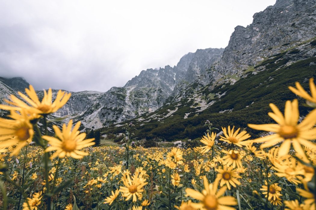 Close up of a field of yellow wildflowers at the base of a mountain range. The mountains towering above them are rigid and rocky with greenery towards the bottom of them.