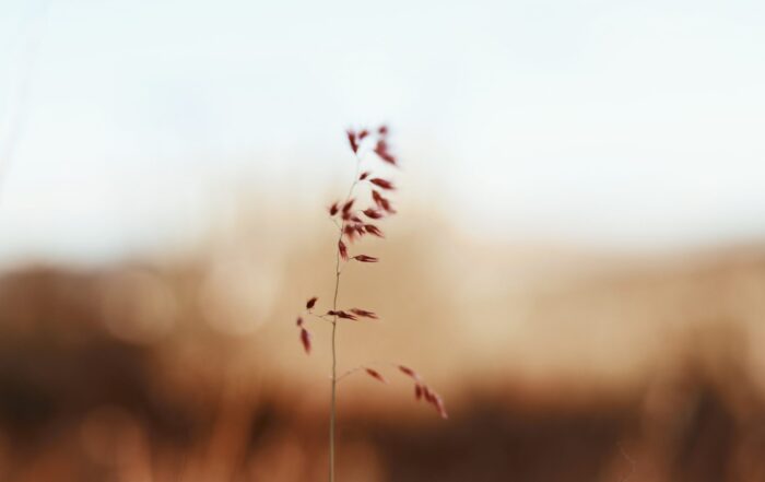 Close up of a pampas grass with a purple tinge with a meadow blurred in the background.