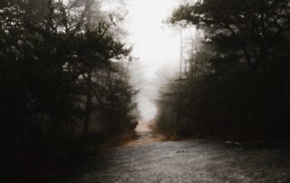 A picture of a pathway through some trees in the forest with a misty fog floating through.