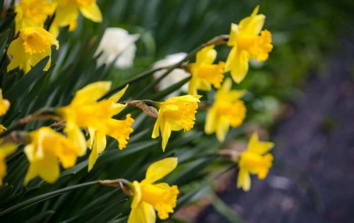 Close up of yellow daffodil flowers.