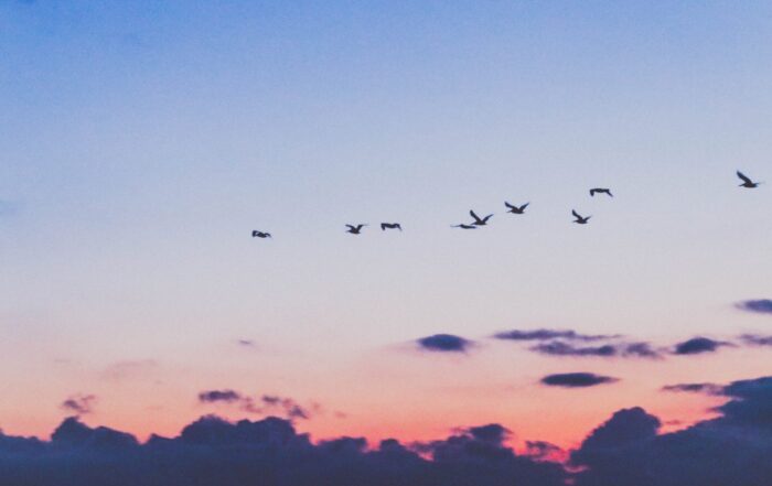 A view of the sunset sky with silhouetted birds flying in a line, the pink hue of the sky kissing the dark clouds on the horizon.