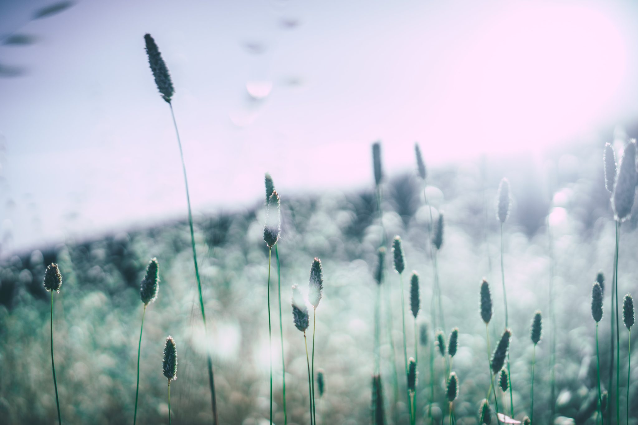 Close up of sprigs of grass with fuzzy ends on them.