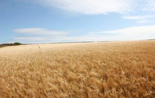 A picture of a wide-open field of golden wheat with a blue sky above.