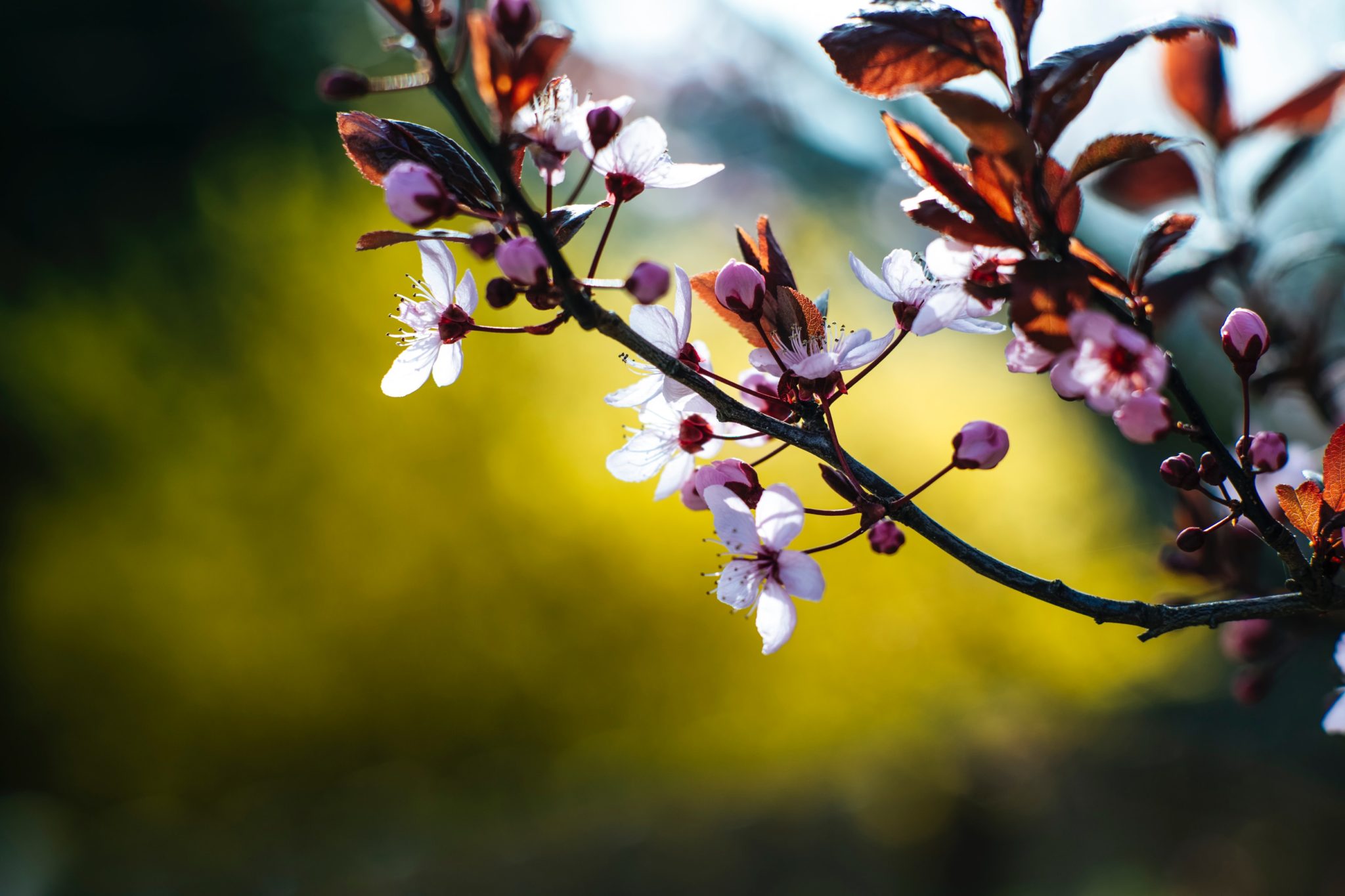 Close up of the flowers on a cherry blossom tree.