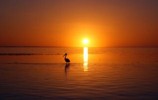 A picture of the sun setting over the ocean in a bright orange hue with a crane standing in the water in the foreground.