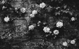 A picture of roses on a vine growing onto a brick wall.