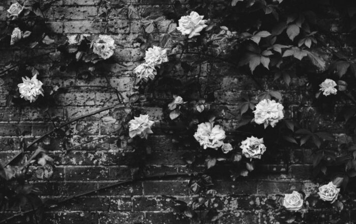 A picture of roses on a vine growing onto a brick wall.
