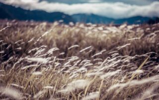 Close up of a meadow of brown grasses, a mountain range and clouds in the sky blurred in the background.