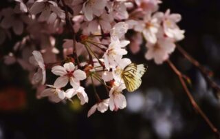 A picture of a beautiful, opaquely colored moth or butterfly sitting on a cherry blossom surrounded by other blossoms.