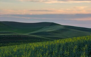 A picture of rolling green hills blanketed by little yellow flowers and a beautiful pastel sunset overhead.
