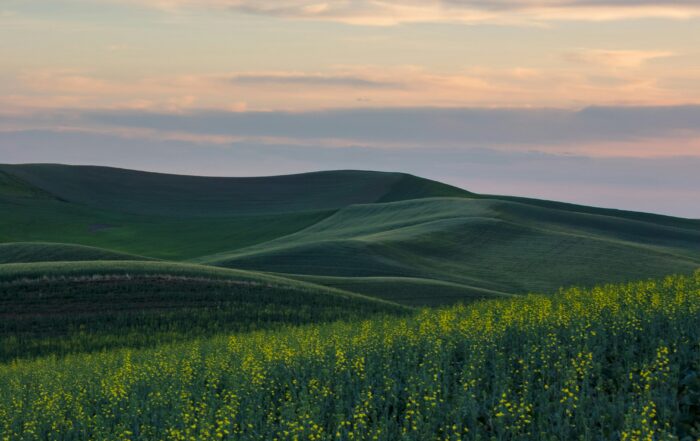 A picture of rolling green hills blanketed by little yellow flowers and a beautiful pastel sunset overhead.
