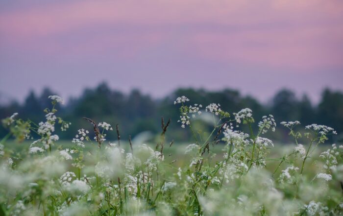 A close-up picture of a meadow of flowers, a blurred forest lines the horizon in the background as the sun sets in a pink haze above.