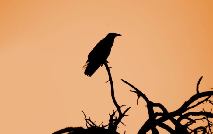 The silhouette of a crow sitting on top of the branch of a tree without leaves on it, the orange sky complimenting it in the background.