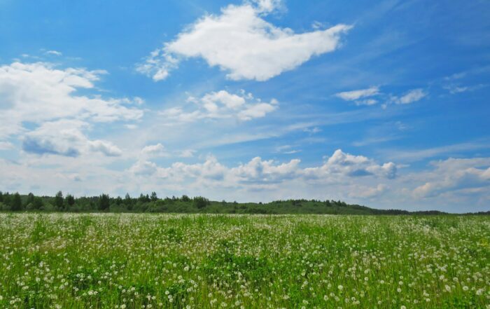 A view of a meadow full of white flowers with a small hill covered in green grass in the distance. The sky is a bright blue with fluffy white clouds in it.