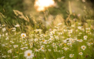 Close up of a meadow of grass mixed with daisies.