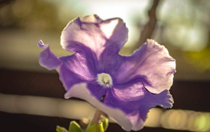 Close up of a purple flower with light shining through the petals from above.