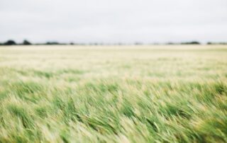 A picture of green grass in a meadow of grass with a white, cloudy sky above.