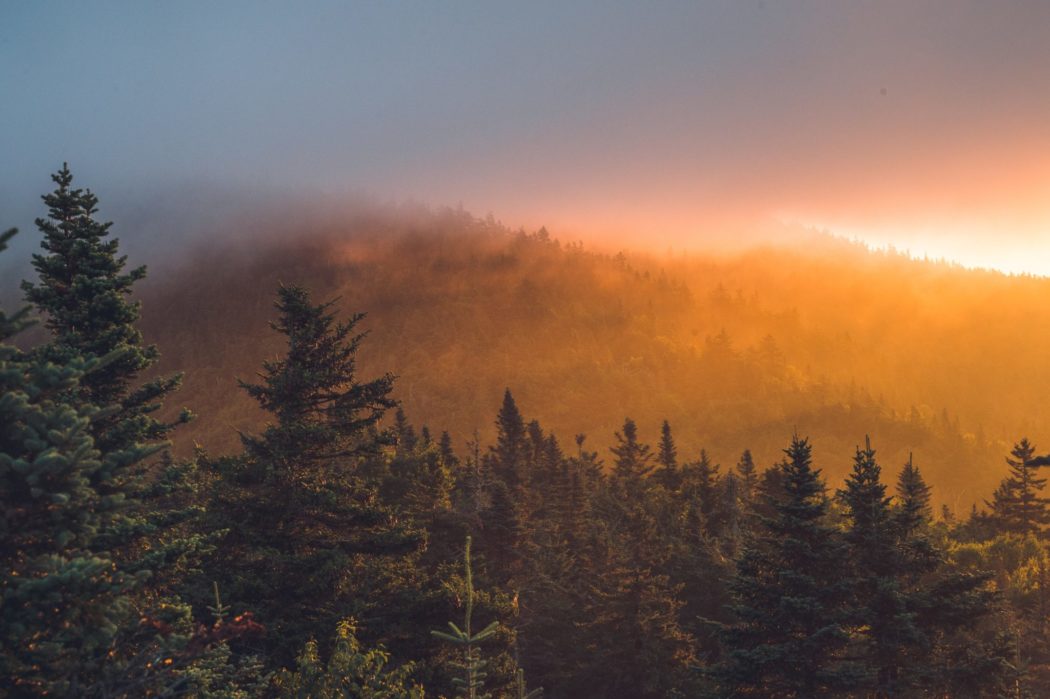 A cloudy orange sunrise behind a forest of tall evergreen trees, possibly redwoods or firs, silhouetted against the glowing sky.