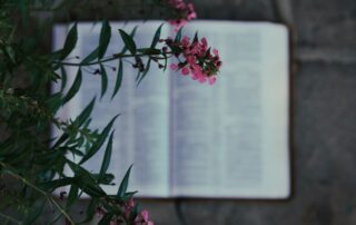 A picture from above a flower bush with pink flowers on it and a bible laid out on the ground beneath it.