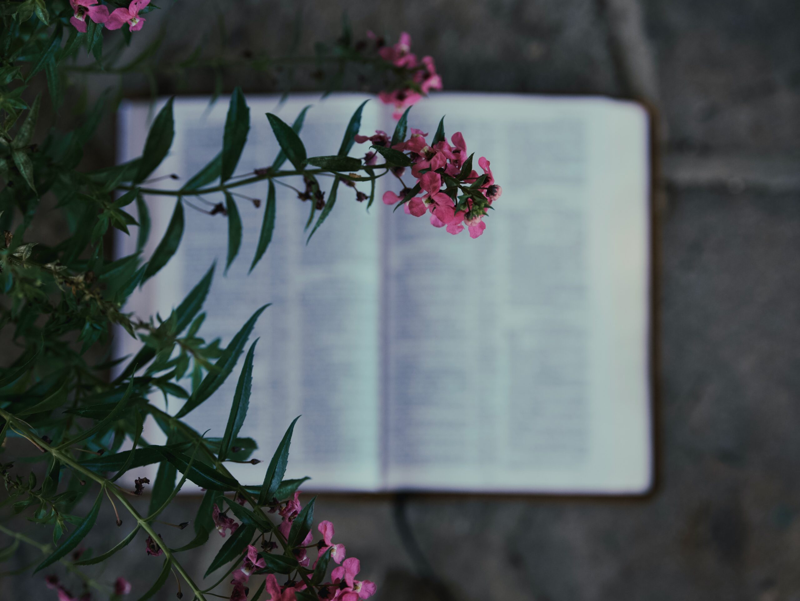 A picture from above a flower bush with pink flowers on it and a bible laid out on the ground beneath it.