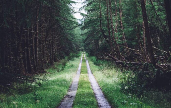 A picture of a dirt road running through a forest of evergreen trees.