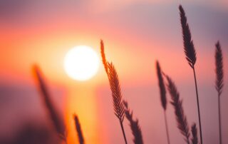 A close-up picture of some plants with fuzzy tops as the sun is rising in the background.