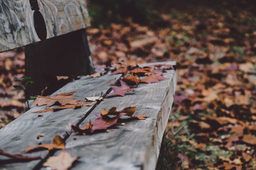Close up of a bench with fallen autumn leaves laying on it.