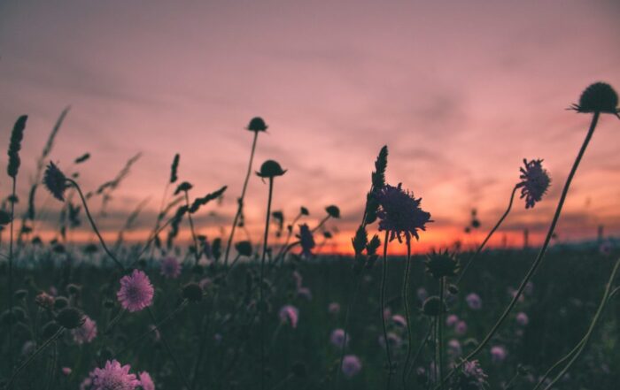 A close up of flowers in a meadow with a beautiful, vibrant pink sunset on the horizon.