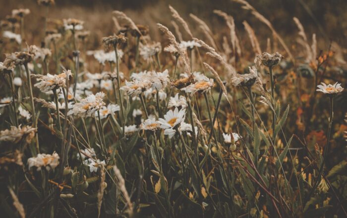 A picture of white daisies in a meadow of flowers and grasses flowing in the breeze.