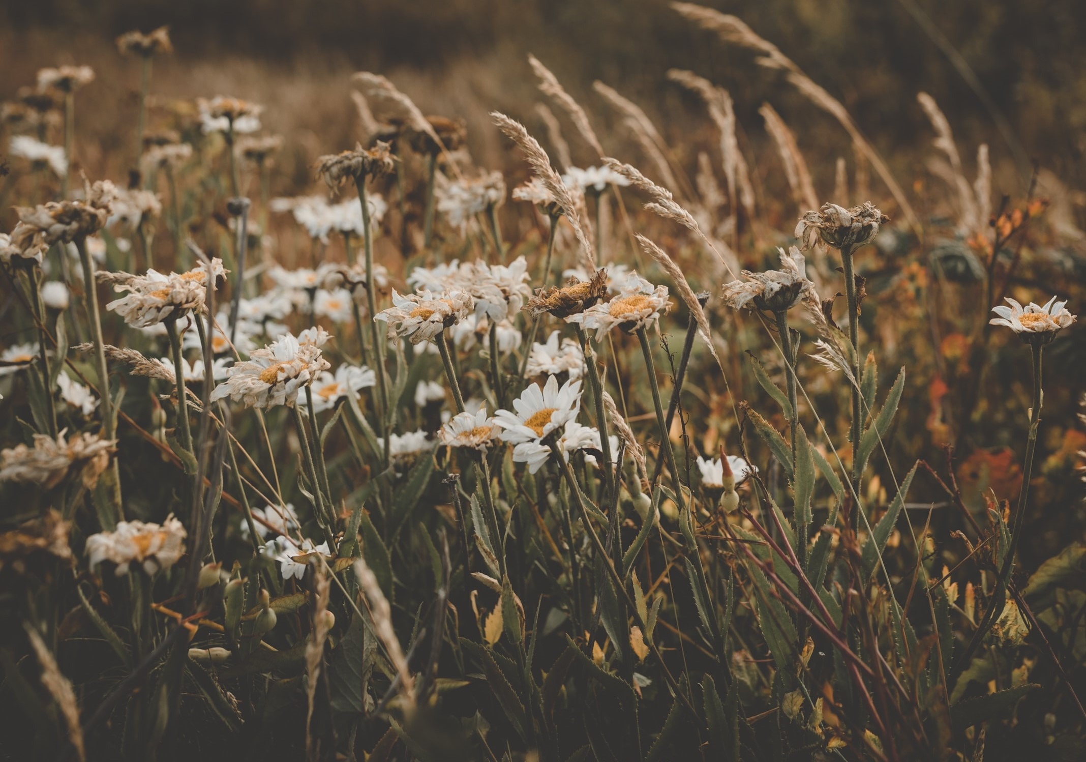 A picture of white daisies in a meadow of flowers and grasses flowing in the breeze.