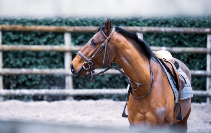 A picture of a Chesnut-colored horse with a halter and a saddle on in a paddock with snow on the ground beneath.