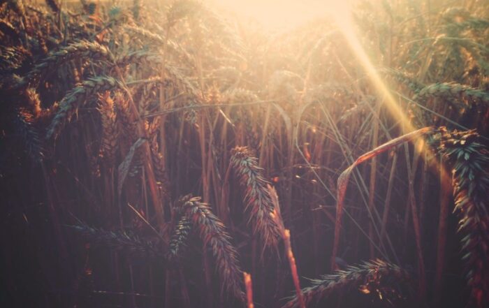 Close up of ripe heads of grain in a field with the sun shining down on it.