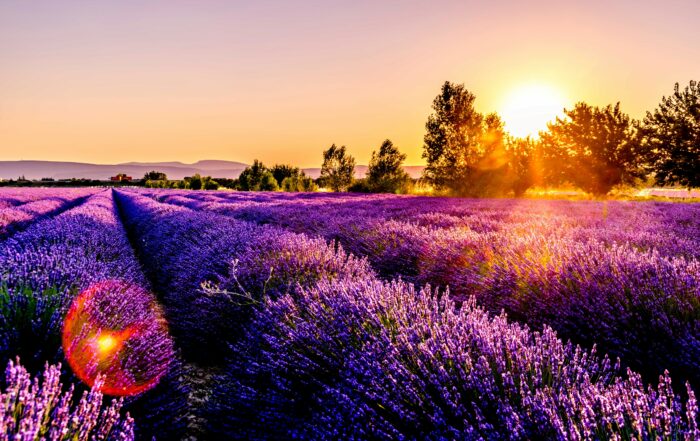 A picture of the sun setting over a gorgeous field of rows of lavender flowers.