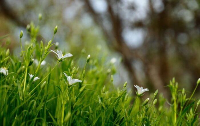 A close-up picture of flowers growing in a field of grass.